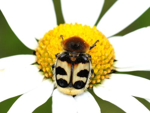 Réf. 321 241 : Trichius sp.
